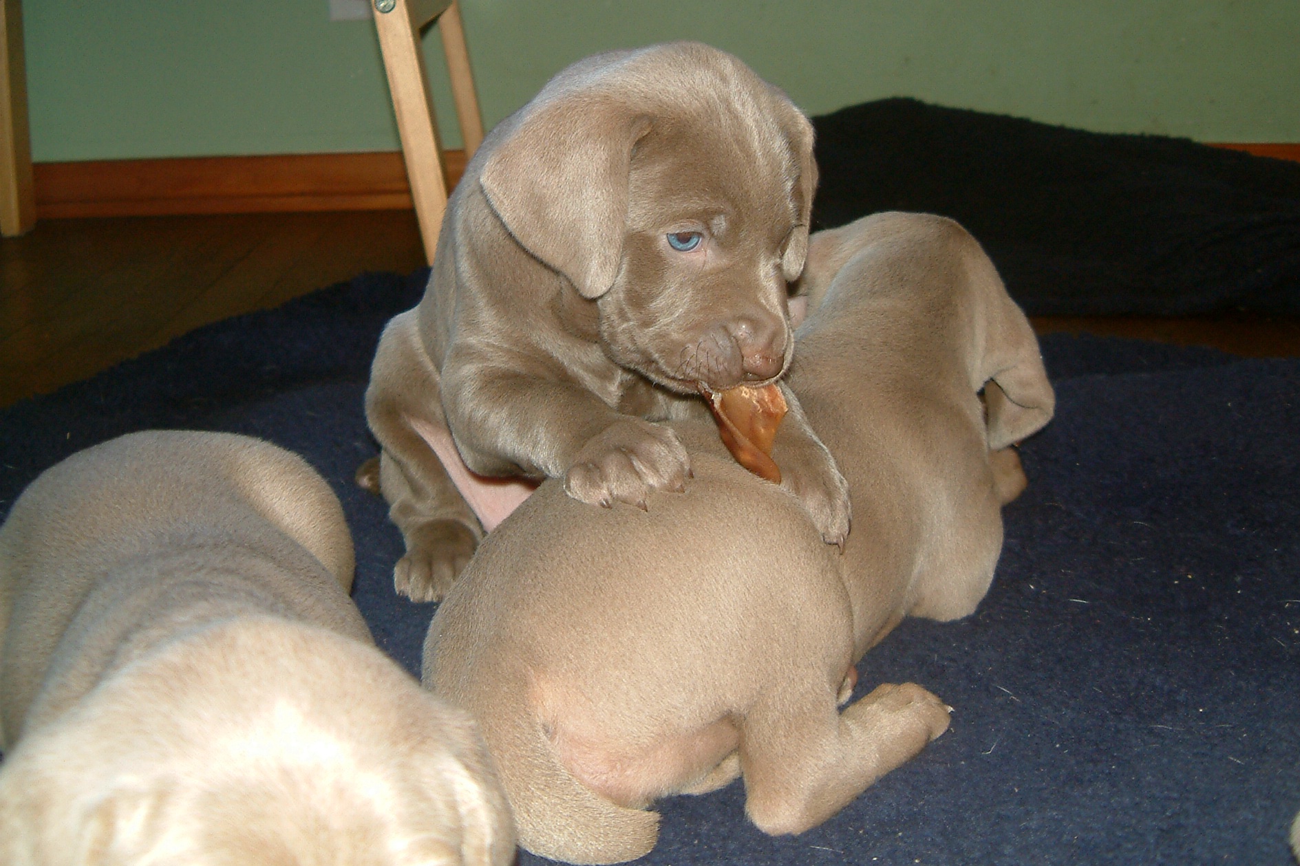 baby weimaraner puppies