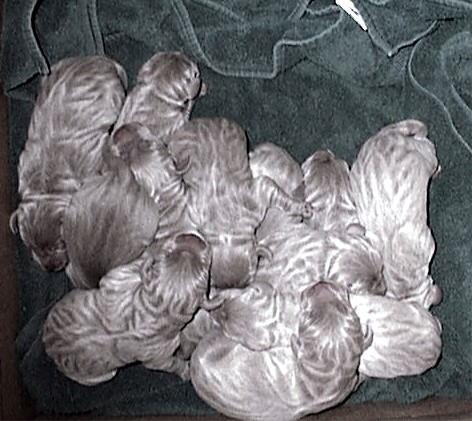 Elizabeth's Silver Pups Age 0.jpg (69739 bytes)